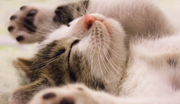 锦恒宠物股权大变动，实控人退出股权，背后势力浮现