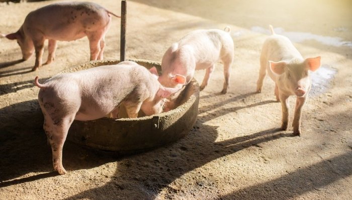 安佑生物，正邦科技，新希望，猪饲料，产能利用率，