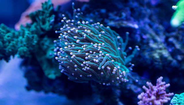 资生堂,微藻产业,