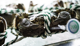 朴朴超市“上市”之路为何一波三折？