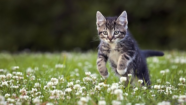 “猫冠”导致30万只猫死亡？其实是猫家长很熟的猫传腹