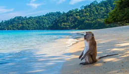 被天價(jià)猴反噬的CRO龍頭：時(shí)代β永遠(yuǎn)不會(huì)成為自身α