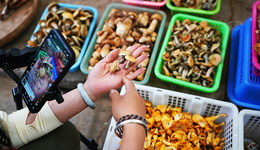 【圖集】云南“吃菌季”來了！年產(chǎn)值超250億元，市場一天賣出上百噸