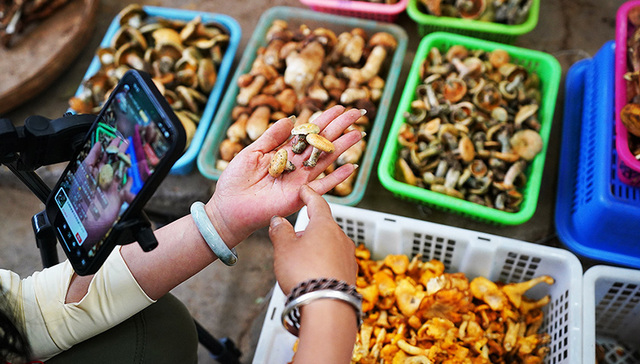 【图集】云南“吃菌季”来了！年产值超250亿元，市场一天卖出上百吨