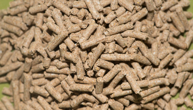 养猪,承压,大北农,预亏,猪饲料,转基因种子