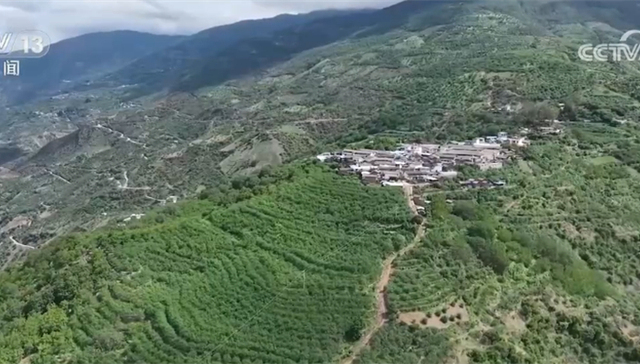 青花椒,采摘期,花椒树,大姚县,云南大姚,种植,碧绿,采收,新田村,三岔河镇