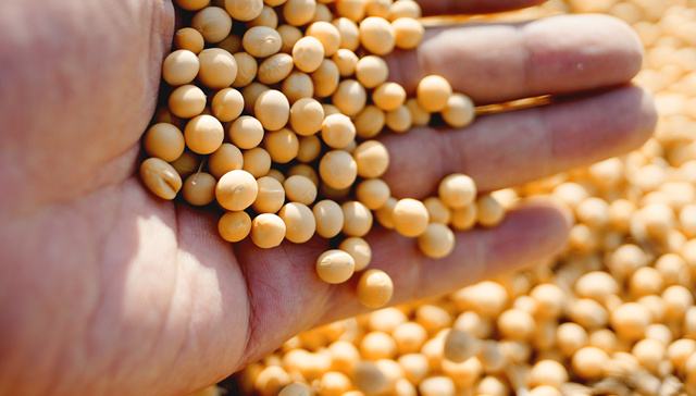 美豆优良率再回升至55%，豆粕价格或持续高位震荡