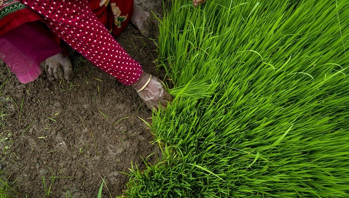 印度,大米,越南,泰国