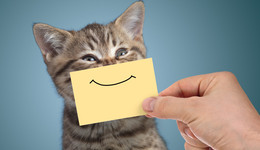 一脸冷漠，一直“笑死”：我们的笑怎么成了这样？