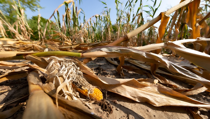 【深度】当华北玉米带遭遇厄尔尼诺，种植大户们如何应对旱情