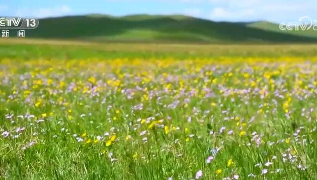 图斑,森林资源管理,监测内容,监测工作,监测结果,综合监测,森林覆盖率,一张图,三调,湿地