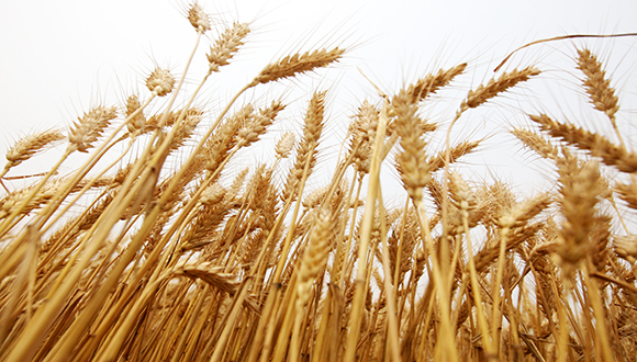 农业农村部回应，干旱和“烂场雨”对粮食市场价格影响有限
