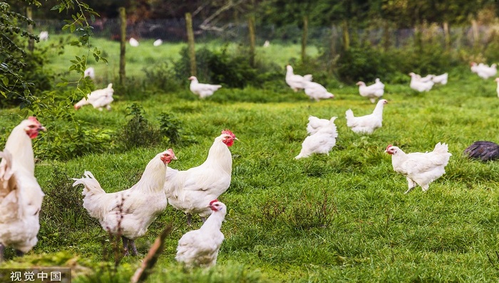 金股挖掘 |新一轮鸡周期启动在即，这家公司新增产能明年投产，有望率先受益