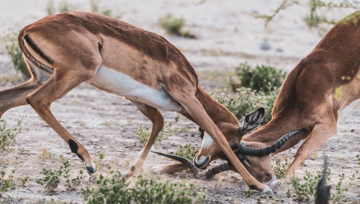 谷歌,微软,财报,业绩