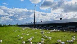 大擴(kuò)產(chǎn)能，高溢價(jià)收購(gòu)關(guān)聯(lián)企業(yè)，圣農(nóng)發(fā)展肉雞產(chǎn)能增加“一個(gè)小目標(biāo)”