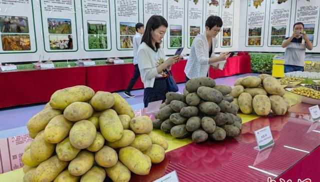 沙见龙,黄夹镇,马铃薯产业,反哺,乡村治理,苗情,同频共振,育种,乐陵市,联排别墅