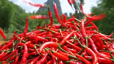 吉他,辣椒,贵州电力,中国式现代化,肇兴侗寨,乡村文化建设,芦笙会,白花杜鹃,百草坪,传承保护