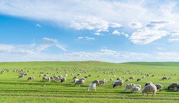 牛羊沒草吃？鵬都農(nóng)牧溢價(jià)2.5萬倍收購關(guān)聯(lián)方資產(chǎn)做草場