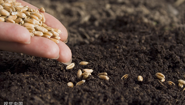 多家种业公司上半年业绩预增，种业赛道迎上升周期