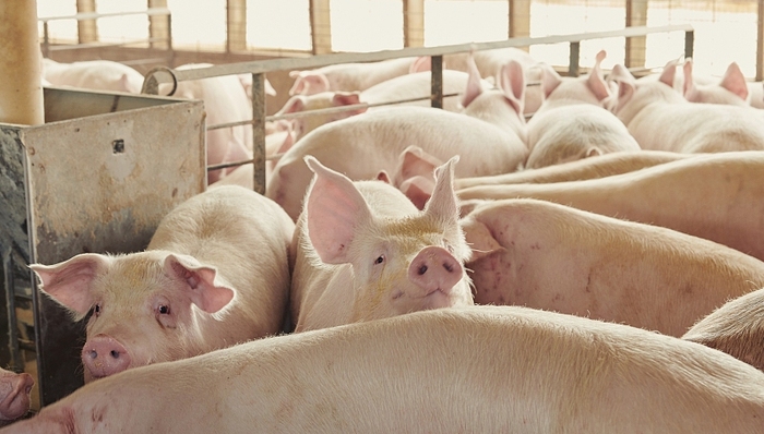 有违《反垄断法》，四大猪企因《互不挖人公约》被约谈