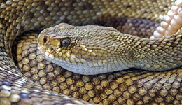 “蛇毒克星”赛伦生物，难解老板职务犯罪的毒