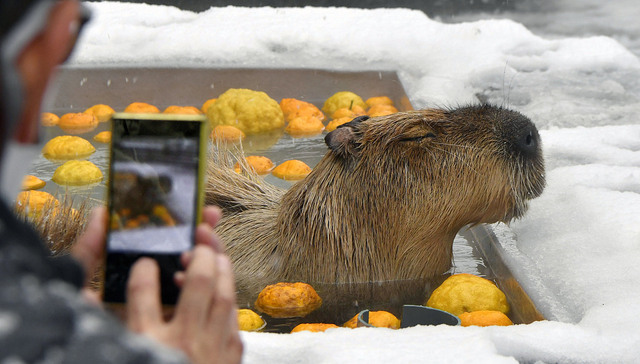 不敢当众“发疯”的年轻人沉迷在手机上看水豚