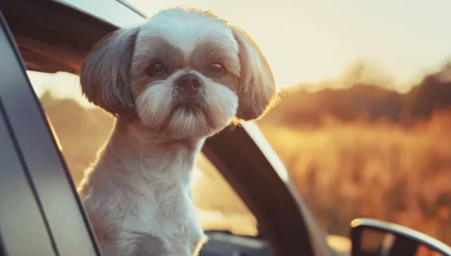 爱宠生物,A股,投资,盈科资本,宠物经济
