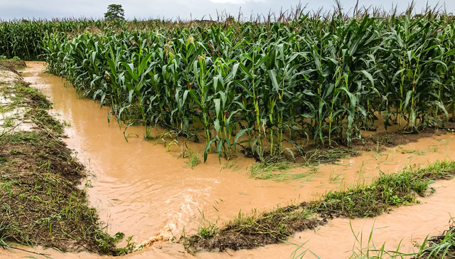 先旱后涝，京津冀暴雨下的河北玉米田正经受考验