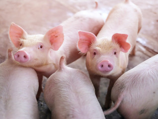 上半年5个月内亏损近22亿元，下行周期“猪老六”德康农牧三度冲刺港交所