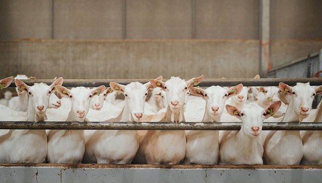 羊肉价格跌至2019年水平，羊养殖企业注册量同比减少