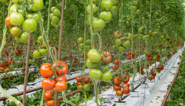 实控人深度绑定同居伴侣存风险，富景中国种菜生意依赖分销商