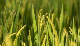 黑龍江大米產(chǎn)地五常遭受洪災(zāi)，農(nóng)戶：稻田完全被水蓋住