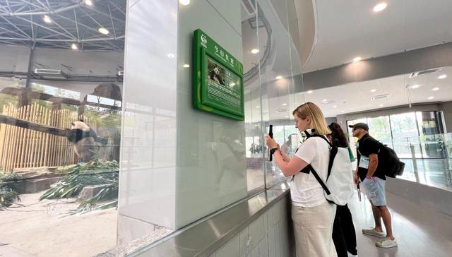 芝麻,女排队员,蓉宝,大学生运动员,成都大熊猫繁育,8月,视频,圈舍,摄影艺术,吉尔吉斯斯坦