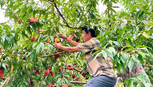 水果产业,发展特色,眉山村,光明村,助力,产业链条,冷水江市,采摘,绿色,矿工