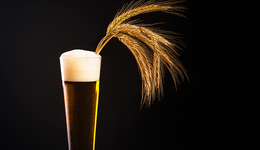 澳麥“雙反”征稅提前終止，國(guó)產(chǎn)啤麥當(dāng)自強(qiáng)