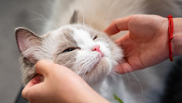 宠物食品,乖宝集团,IPO,