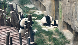 成都熊猫经济观察：看一次“花花”带动消费近1500元，IP还得跨界破圈