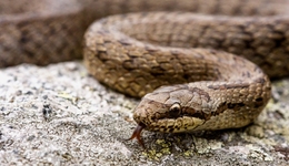 突遭立案調(diào)查，“蛇毒克星”賽倫生物創(chuàng)始人被迫“交班”