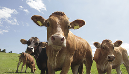 原奶持续贱卖，乳业巨头能帮上小牧场多少？