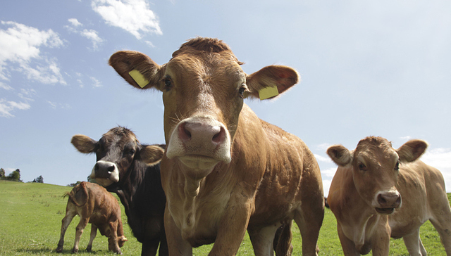 原奶持续贱卖，乳业巨头能帮上小牧场多少？