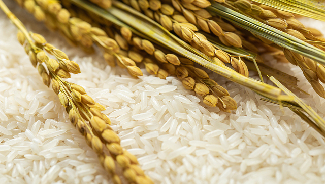 “杜苏芮”强降水袭击五常，稻米“顶流”五常大米产区受影响