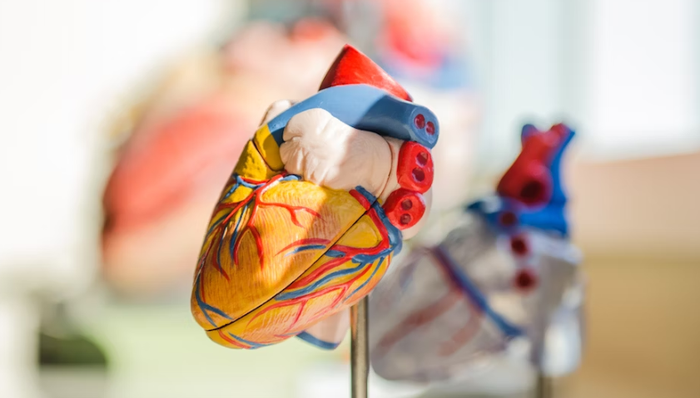 人工心脏,临床试验,商业化,