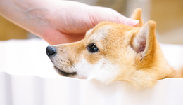 28岁女博士研究“长生不老药”，融资5800万美金为了救“毛孩子”