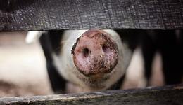 巨星农牧换防，“猪老板”上位