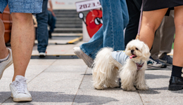 智能寵物硬件漸入穩(wěn)態(tài)，霍曼科技、小佩寵物打響拉鋸戰(zhàn)
