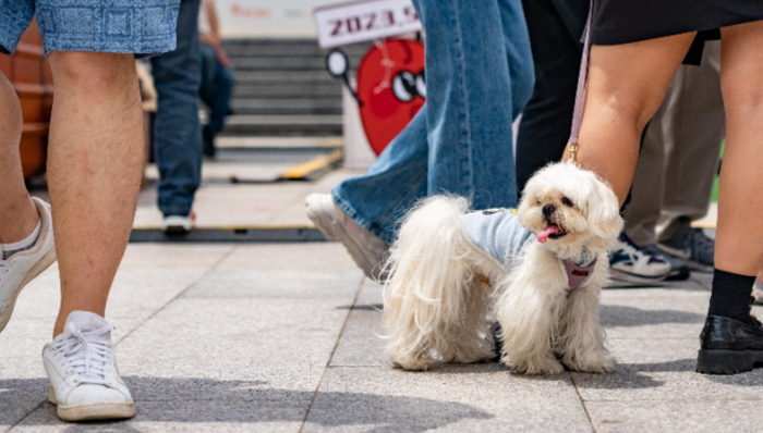 宠物服务,数字化,萌宠经济,