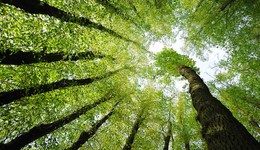 直通部委 | 近五年來8萬多人因破壞森林資源被判刑 當前防汛形勢總體趨于明朗