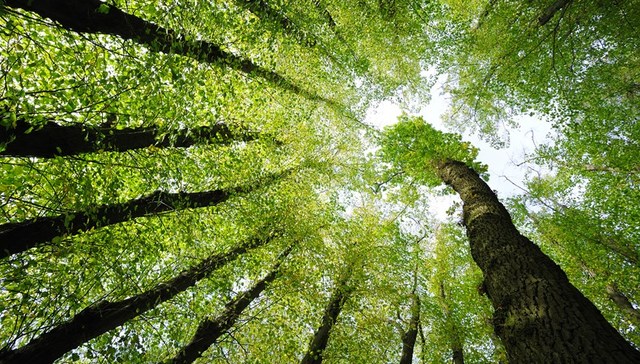 直通部委 | 近五年来8万多人因破坏森林资源被判刑 当前防汛形势总体趋于明朗