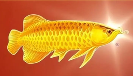 扣非净利下滑99.4%的金龙鱼，两个交易日没了275亿