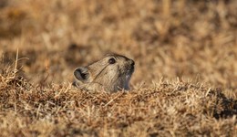 內(nèi)蒙古一周報(bào)告3例鼠疫病例，會造成大范圍傳播嗎？